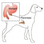Pancreas Care  胰臟護理